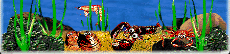 Lobster in Tank